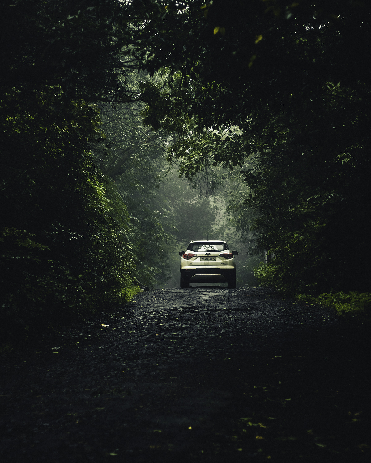 car in foggy forest